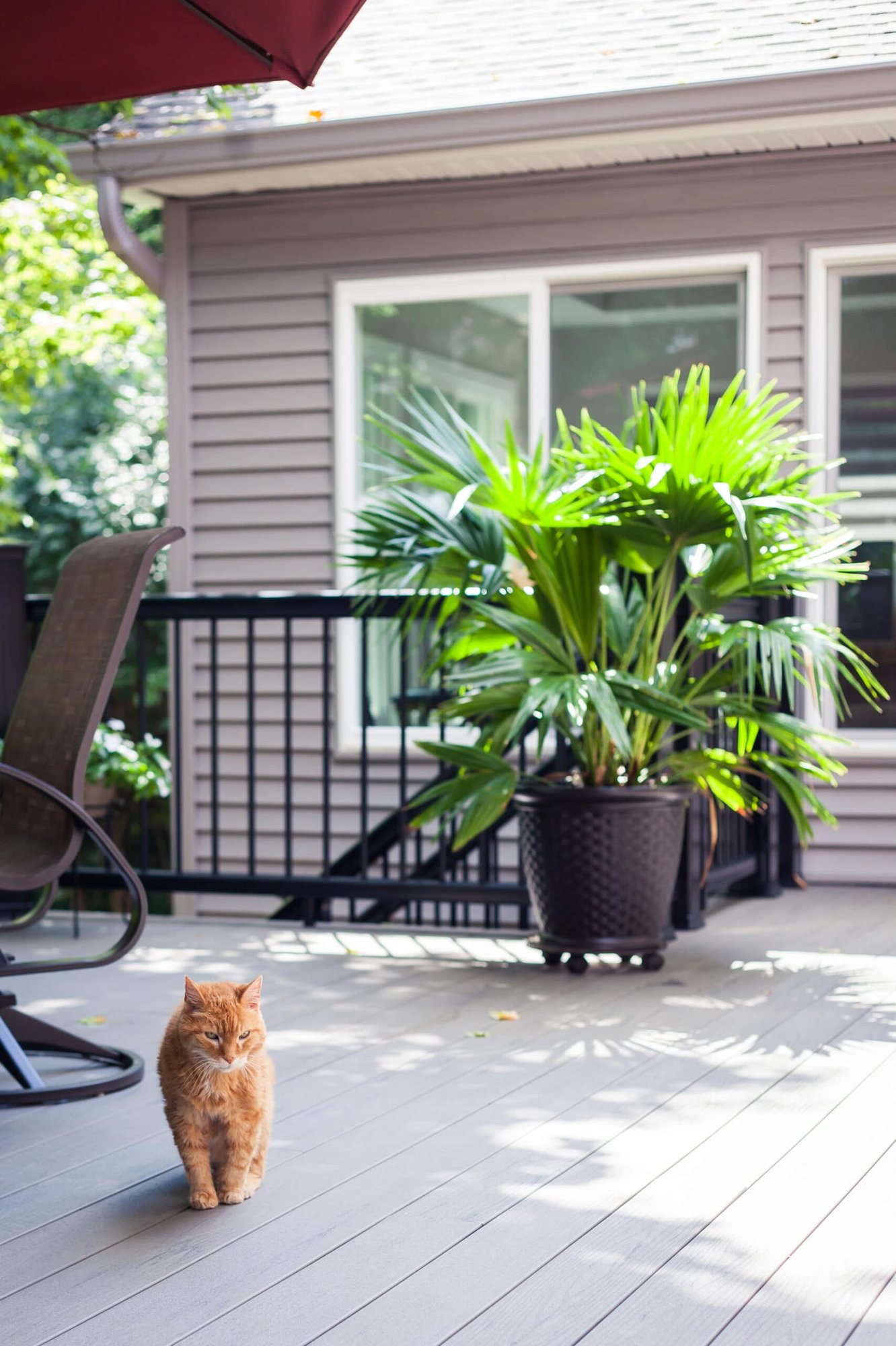 Outdoor deck with a potted palm, cat, and rear view of a sunroom addition in Madeira, OH