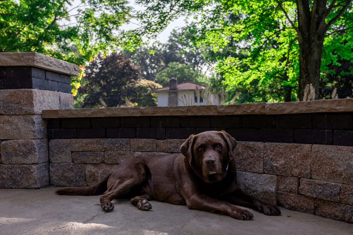 Dog on remodeled patio in Cincinnati, OH by Legacy Builders Group