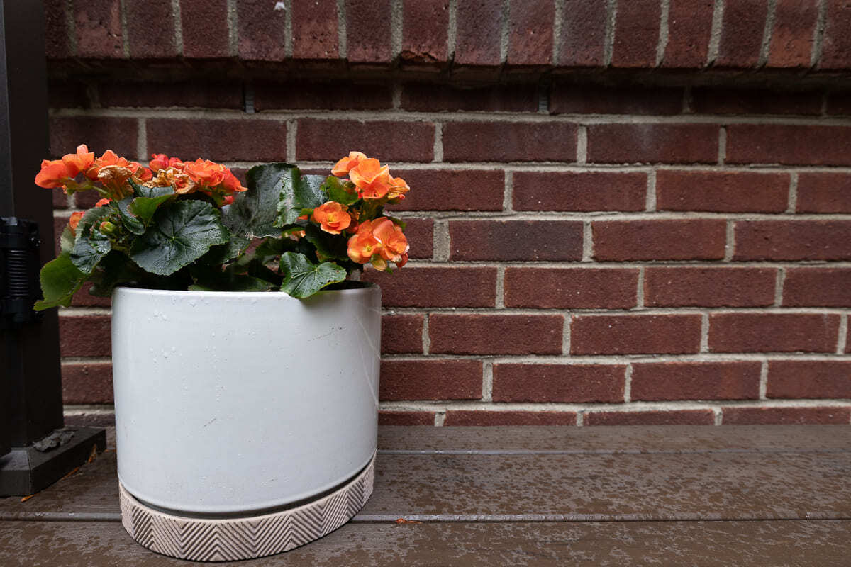 Potted flowers on outdoor deck flooring beside brick wall and dark deck railing.