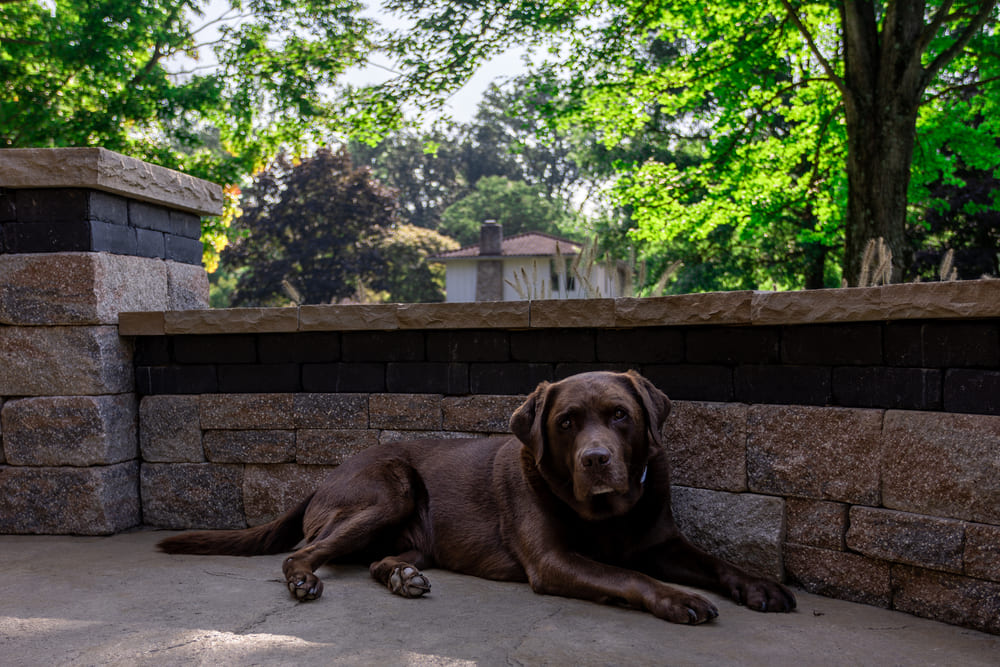 Dog posing on patio in front of stone seating wall